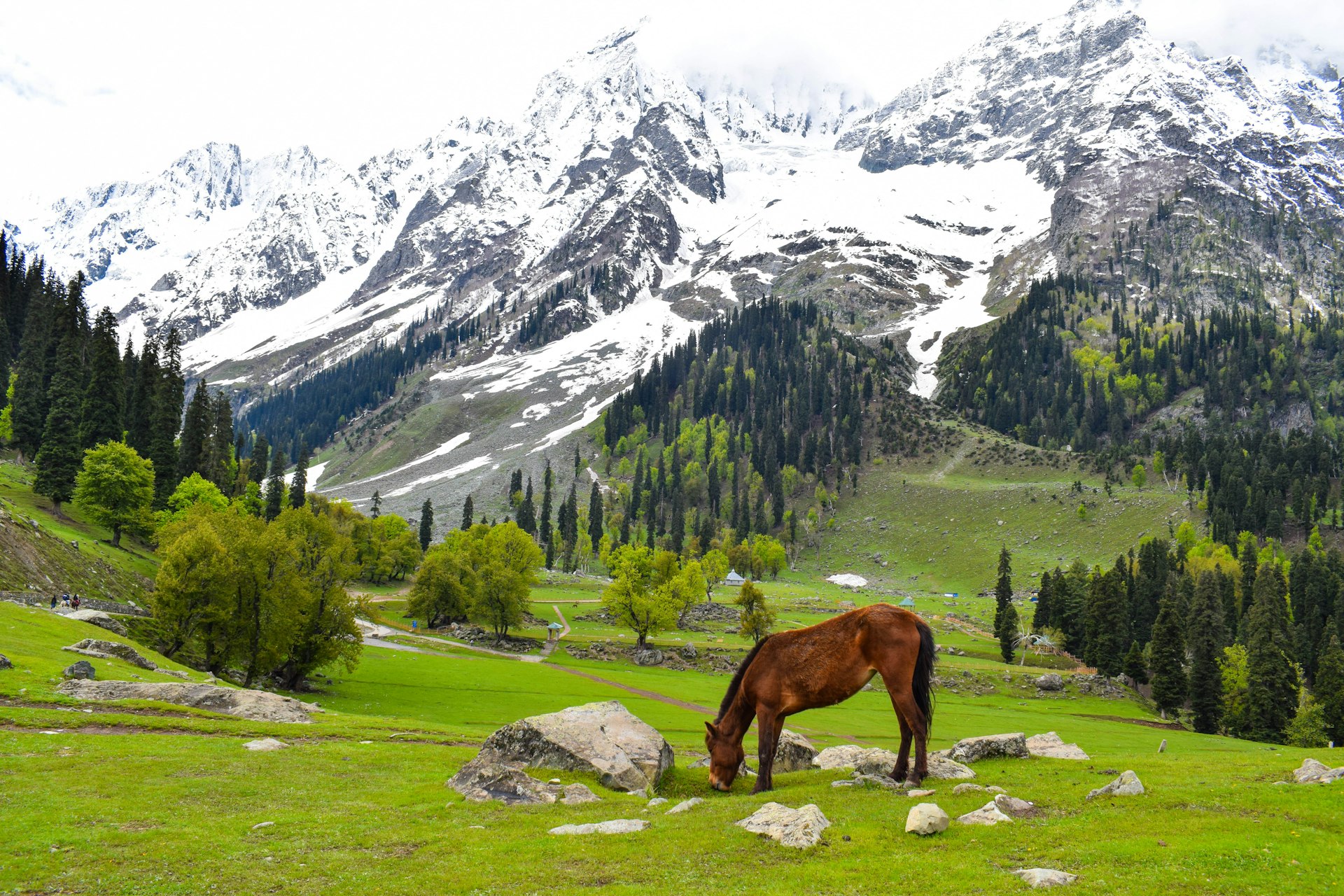 Pine valleys of Pahalgam