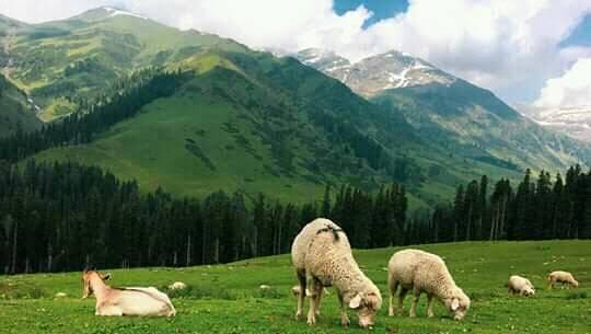 Nagaberan tral kashmir photo 4